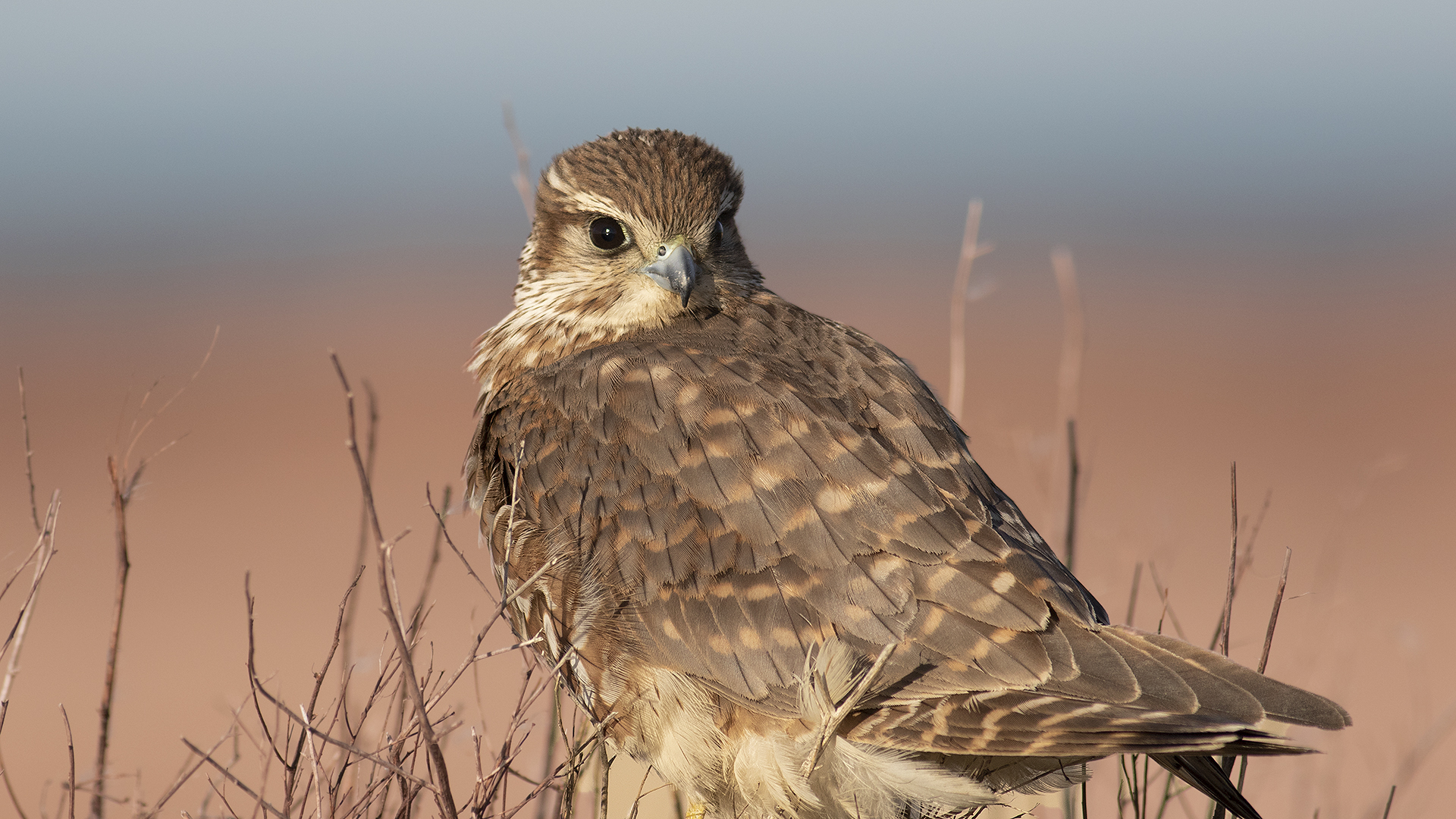 Merlin